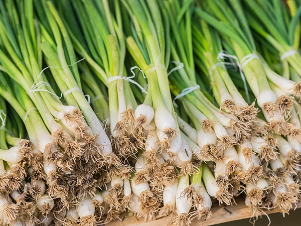 Garlic plants