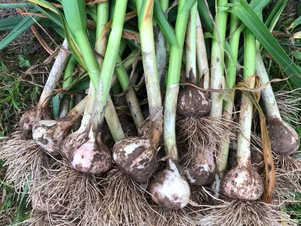 Garlic