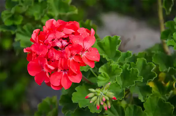 Geranium Image