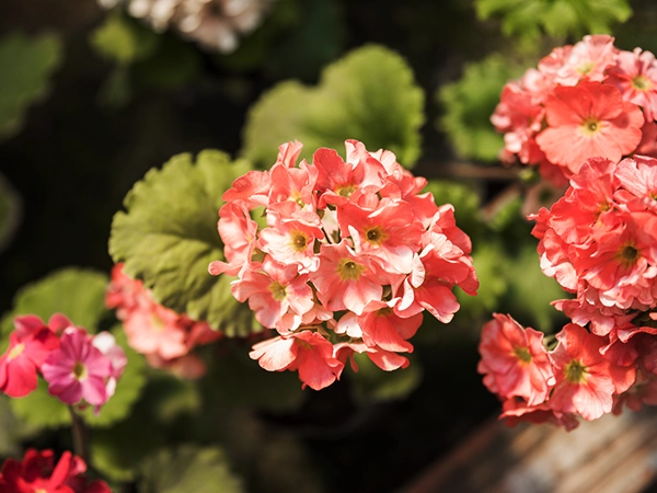 Geranium plants