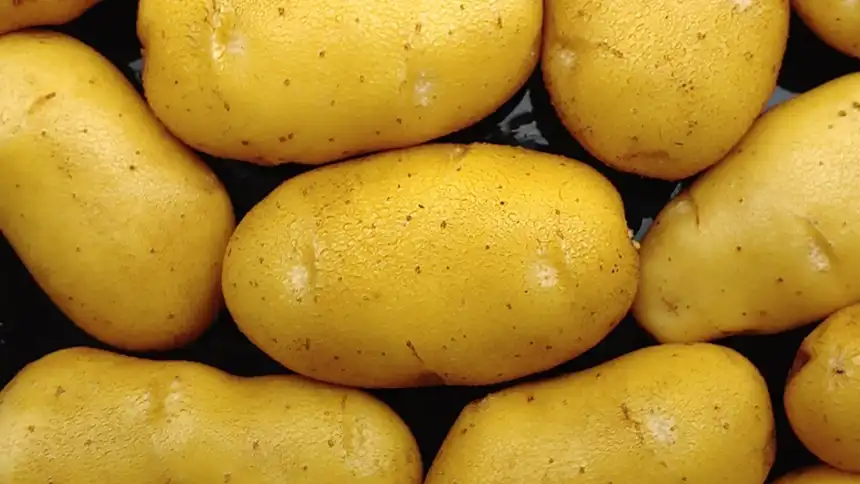 German Butterball potatoes