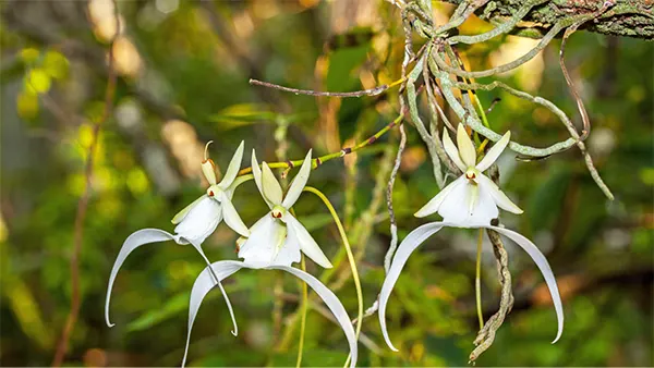 Ghost Orchid