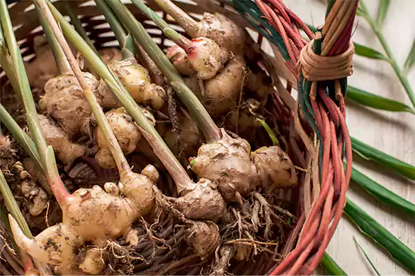 Ginger Plant Image