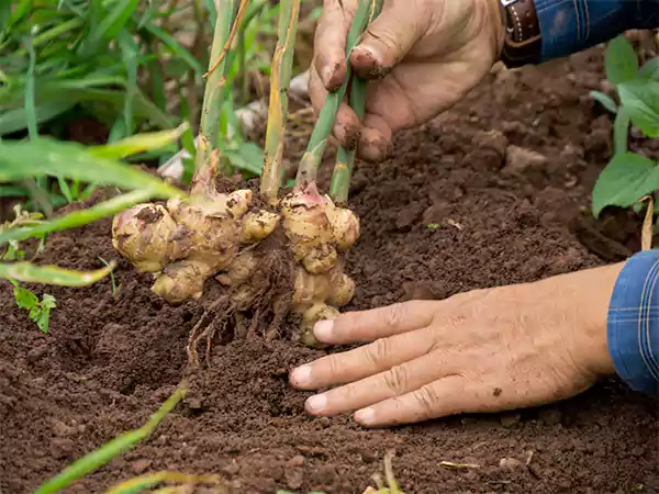 Ginger Plant