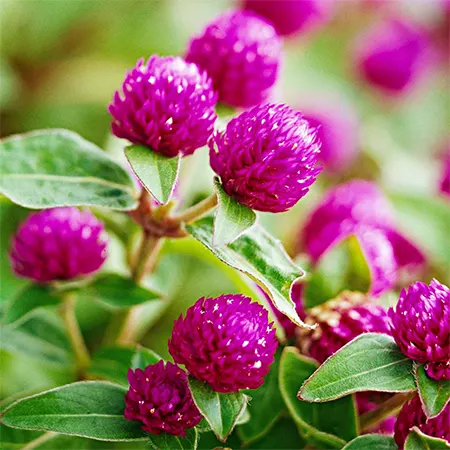 Globe Amaranth