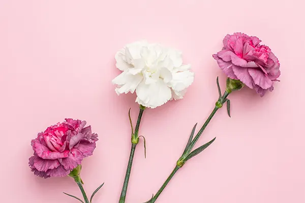 God’s Flower - D. caryophyllus