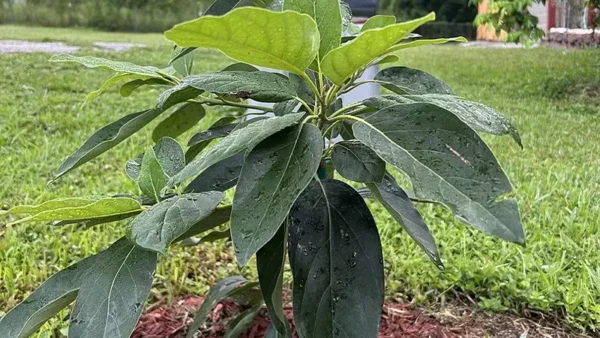 Grafted Mexican variety