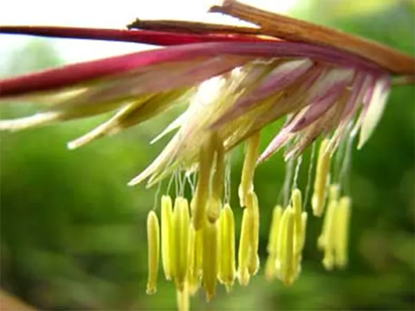 Gregarious flowering