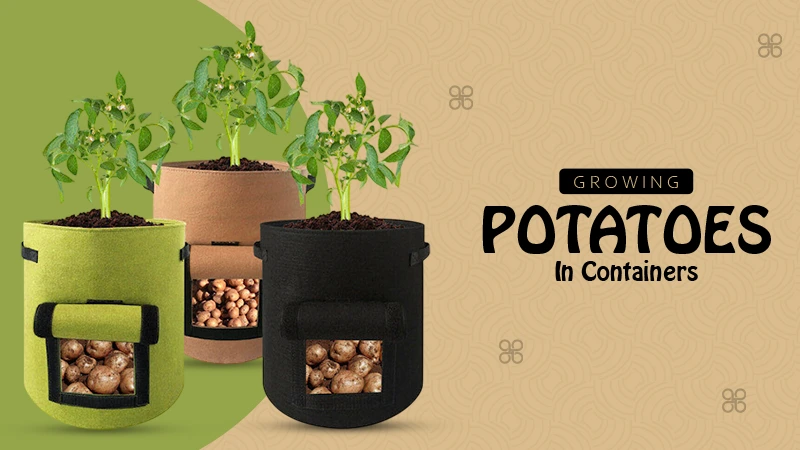 Growing Potatoes