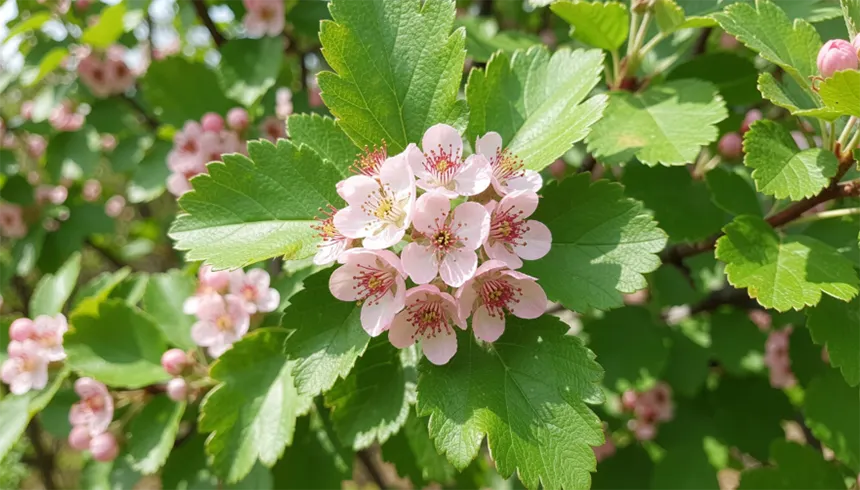Hawthorn Flowers