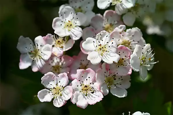 Hawthorn Flowers