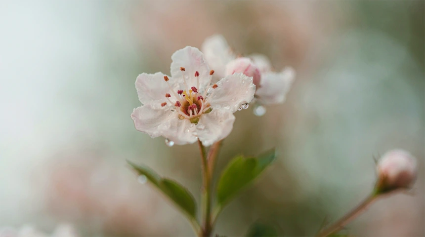 Hawthorn Image