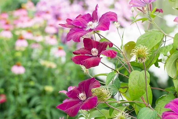 Healthy perennial climbers