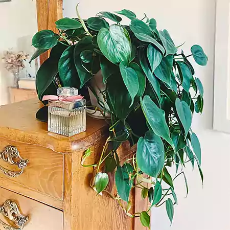 Heartleaf Philodendron