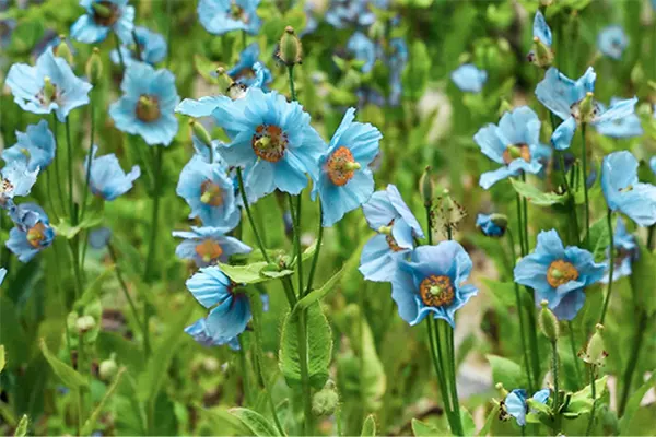 Himalayan Poppy