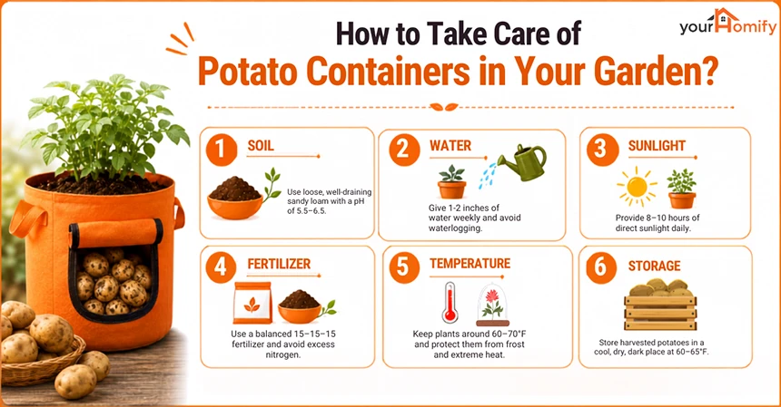 How to Take Care of Potato Containers in Your Garden