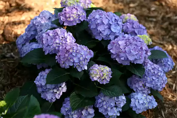 Hydrangea Image