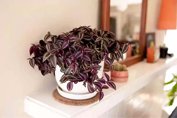 Inch Plant