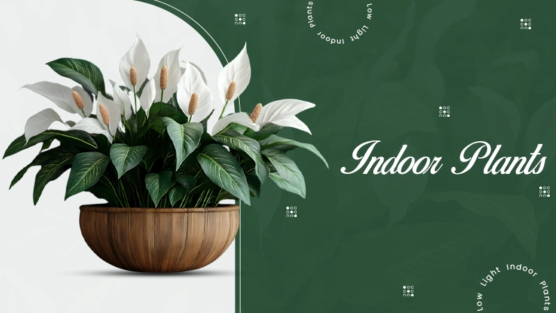 Indoor Plant