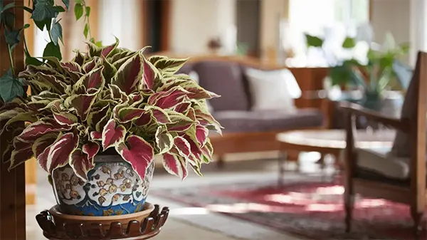 Interior planting