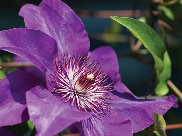 Jackmanii cultivar