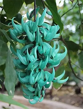 Jade Vine
