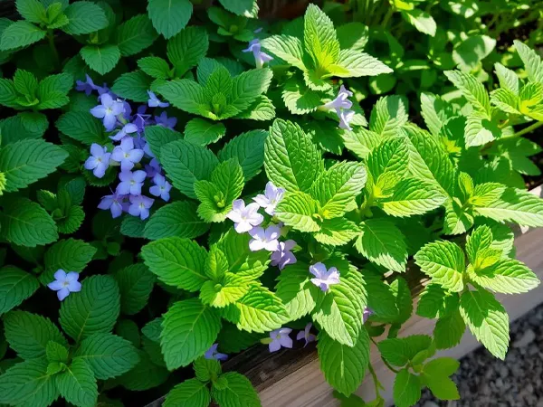 Key Benefits of Planting Peppermint