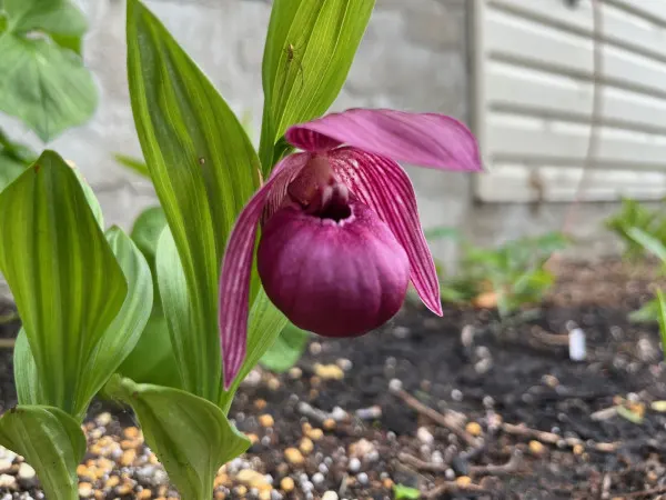 Ladys Slipper Orchids