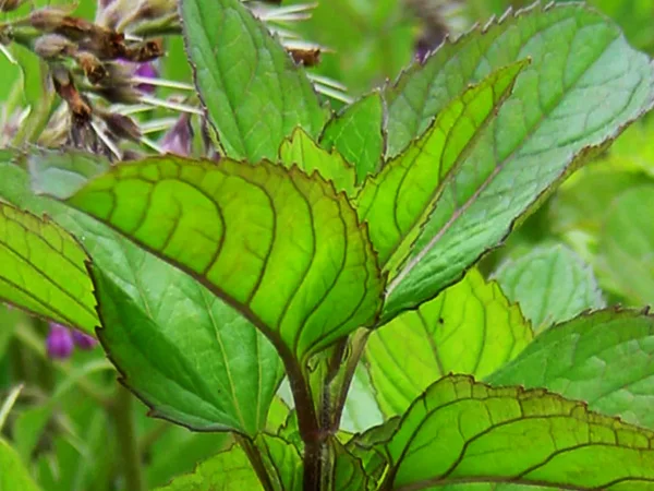 Lavender Pepperminttt