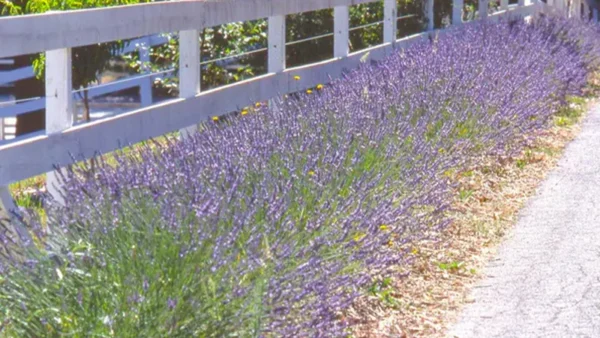 Lavender plant
