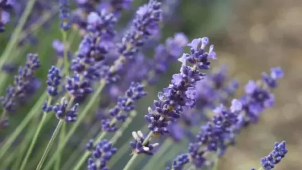 Lavender plant