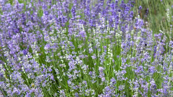 Lavender plant