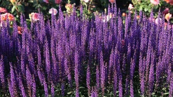 Lavender plant