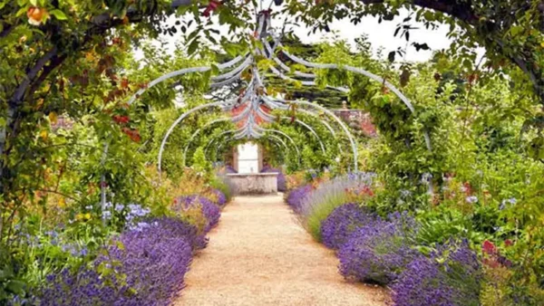 Lavender plant