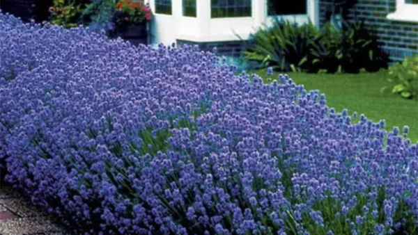Lavender plant