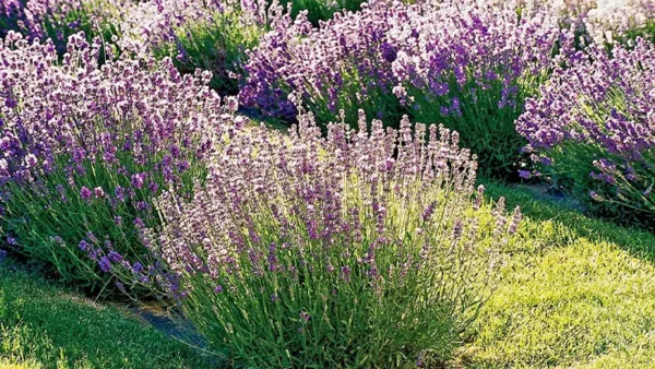 Lavender plant