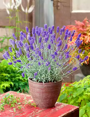 Lavender