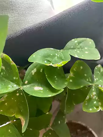 Leaf spots