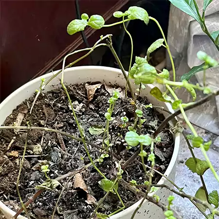 Leggy growth