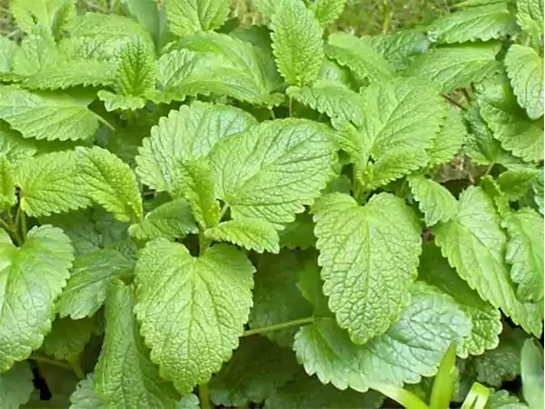 Lemon Balm Plant