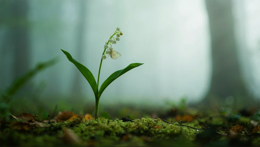 Lily of the Valley Image
