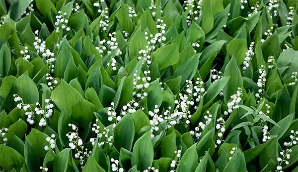 Lily of the Valley Image