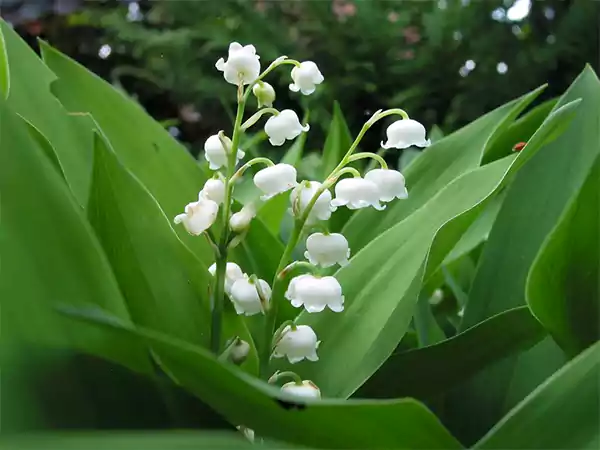 Lily of the Valley