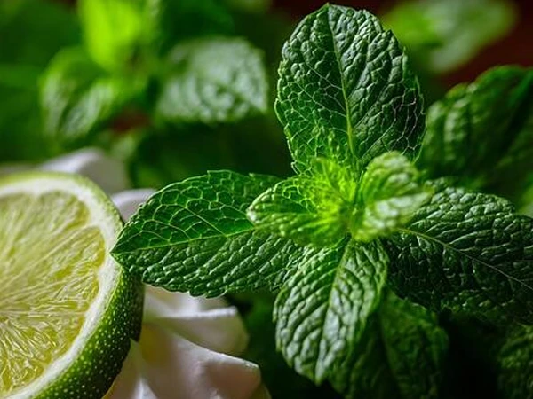 Lime Peppermintt