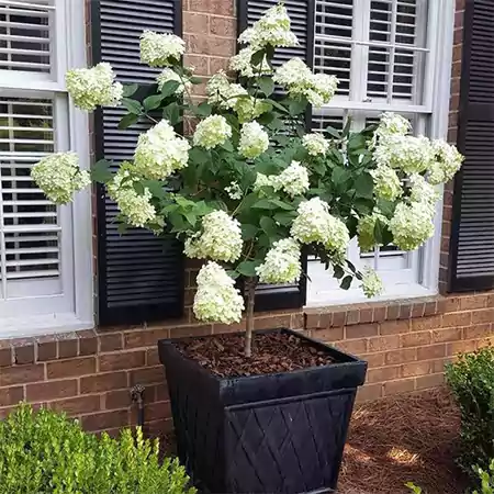Limelight Hydrangea