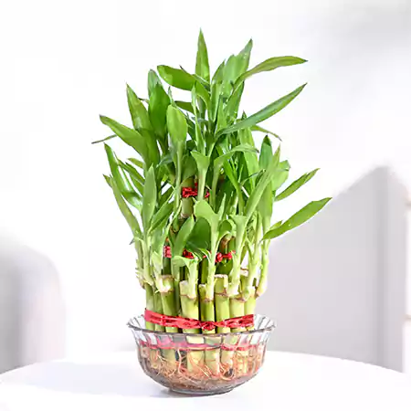Lucky Bamboo plant