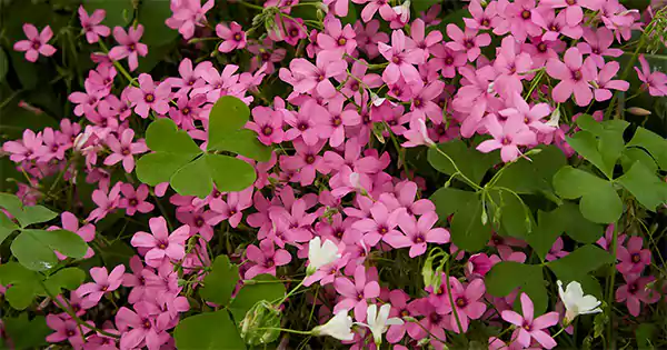 Lucky Clover