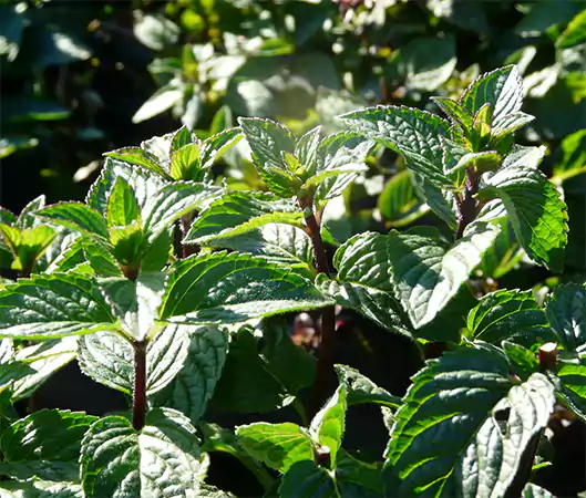 M piperita Agnes