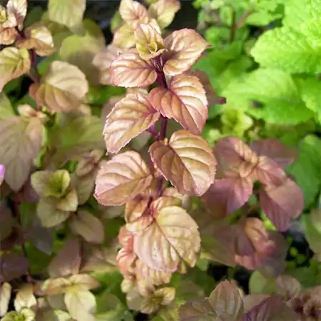 M piperita Citrata