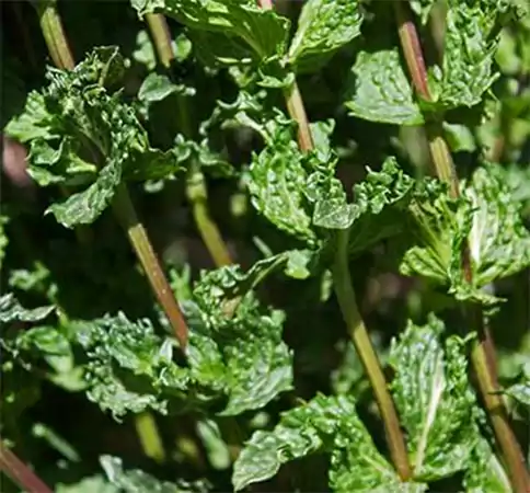 M piperita Crispa